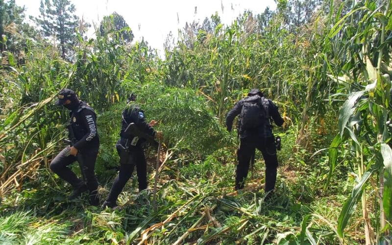 En cuanto a cultivos ilícitos, fueron erradicadas 539 mil 248 matas de marihuana.