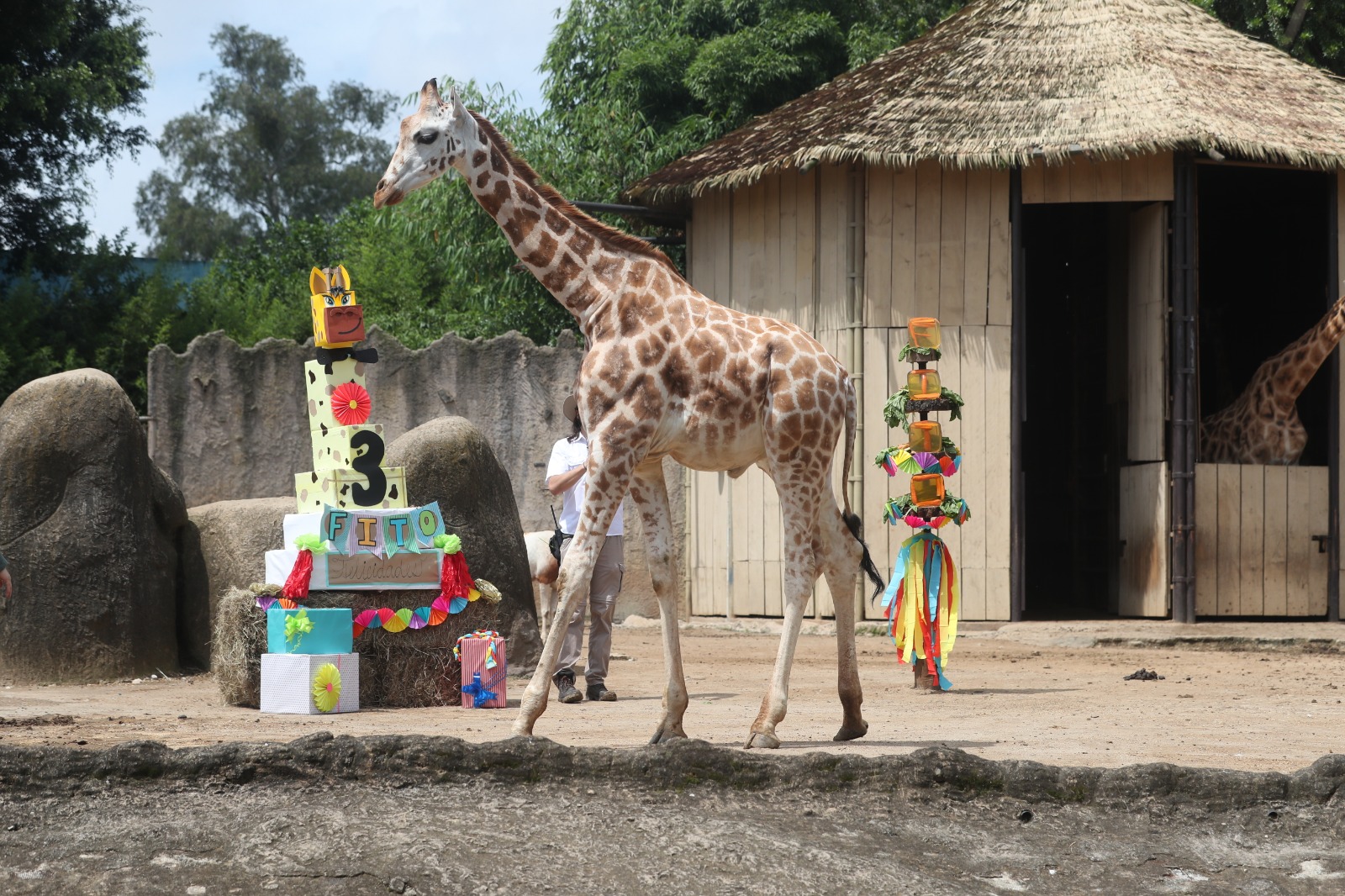 Foto Jirafa del zoológico La Aurora