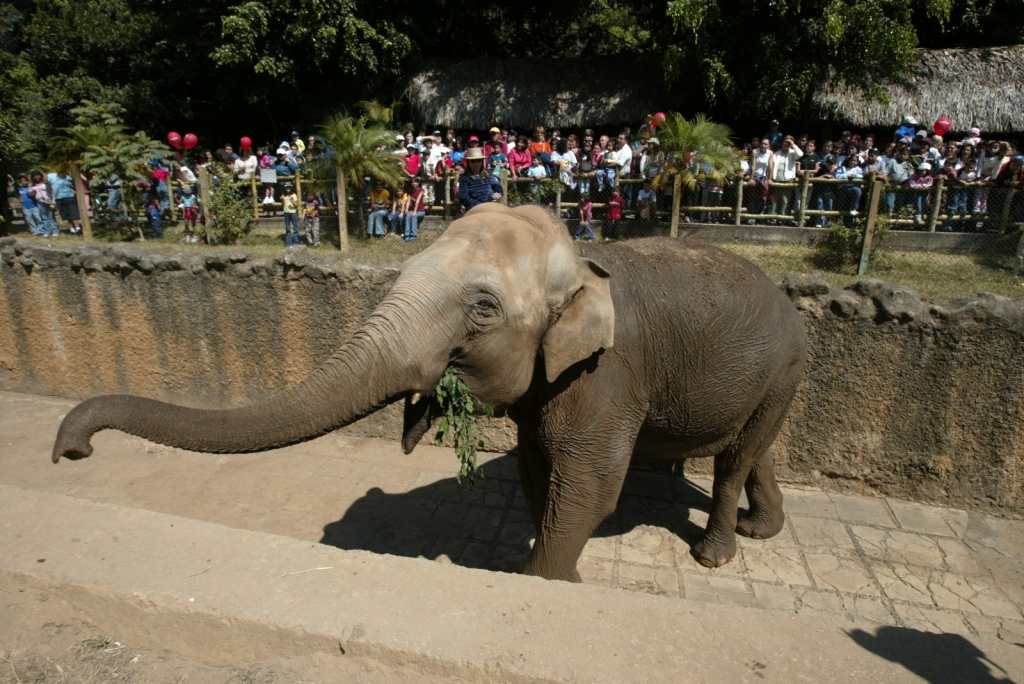 La Mocosita Elefante del zoológico La Aurora