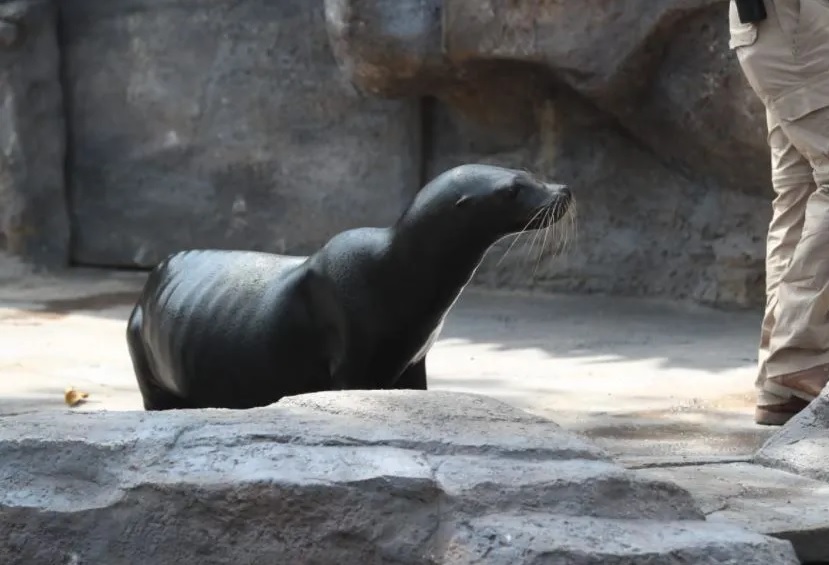 León Marino Zoológico La Aurora