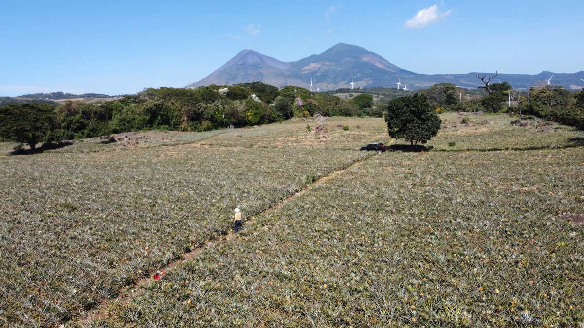 Visita finca La Cabaña, ubicado en el kilómetro 59 en el Jocotillo, Villa Canales, quienes anualmente general alrededor de 500 mil unidades de piña anuales.  

Fotografía Prensa Libre: María Reneé Barrientos Gaytan.