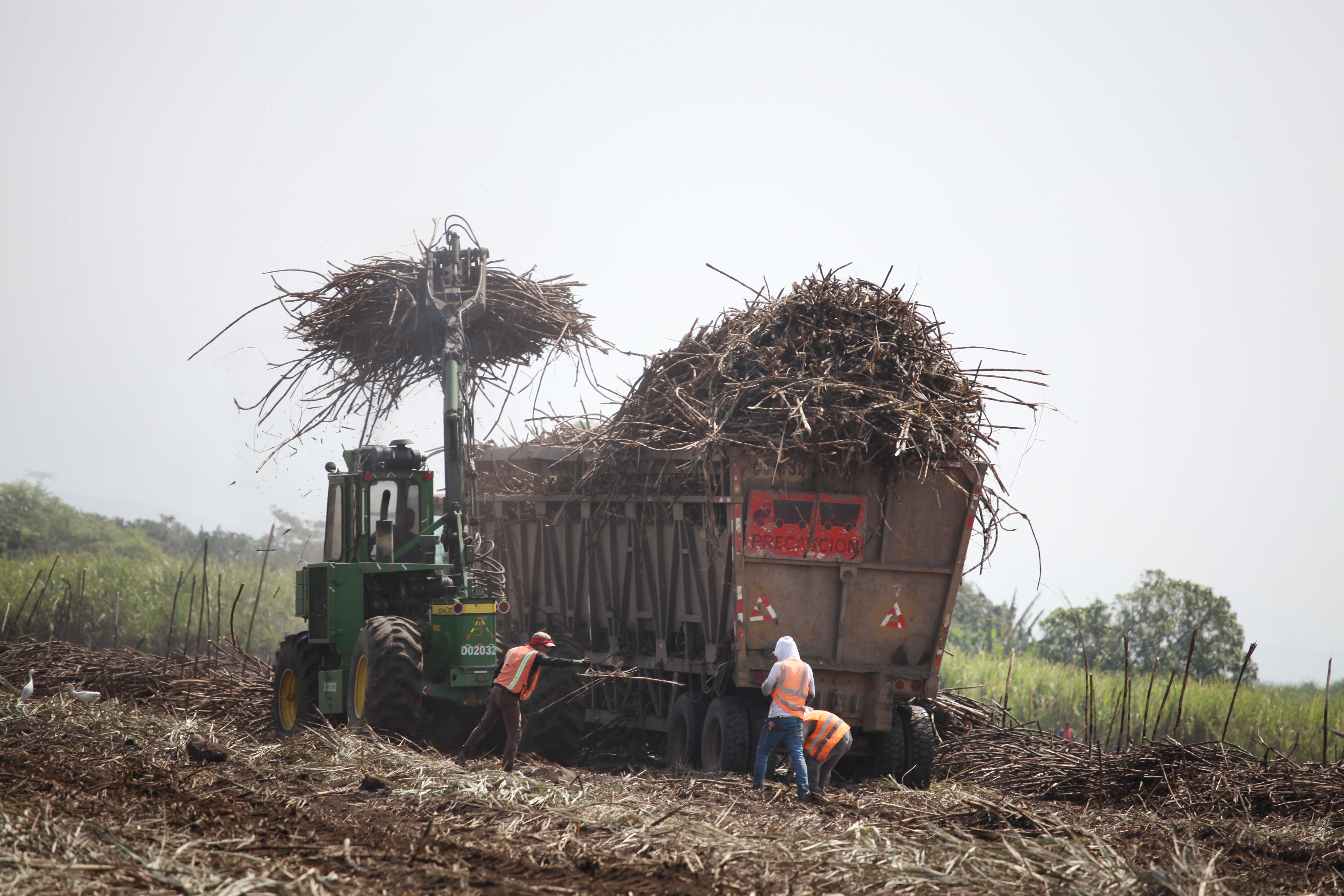 Para la zafra 2023-2024 se proyecta una producción de 60 millos de quintales, según el sector agroindustrial. (Foto Prensa Libre: Hemeroteca PL)