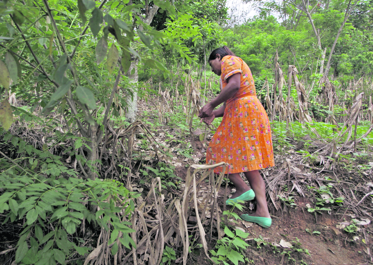 Los efectos del cambio climático agravan la inseguridad alimentaria en países como Guatemala, que se dedican en gran medida a la agricultura. (Foto Prensa Libre: Hemeroteca PL)