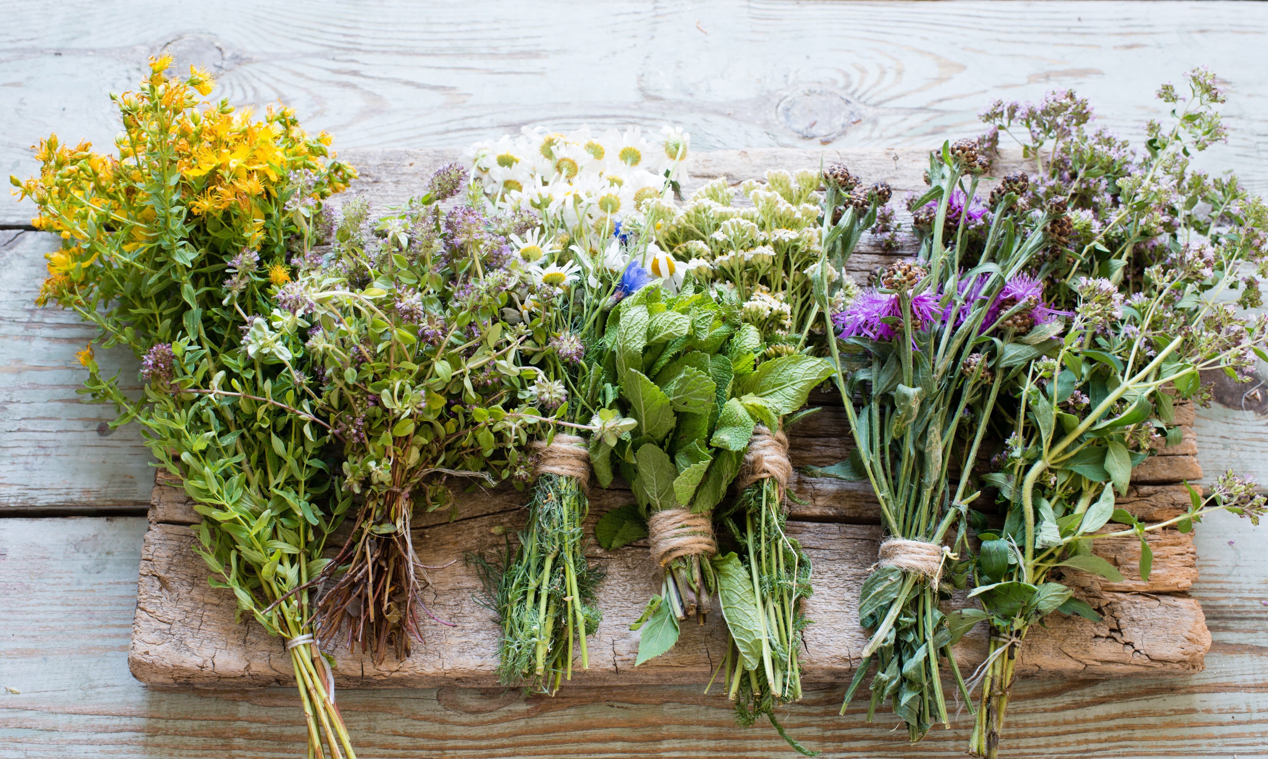 9 plantas medicinales para combatir el estrés y la tensión que pueden conseguirse fácilmente