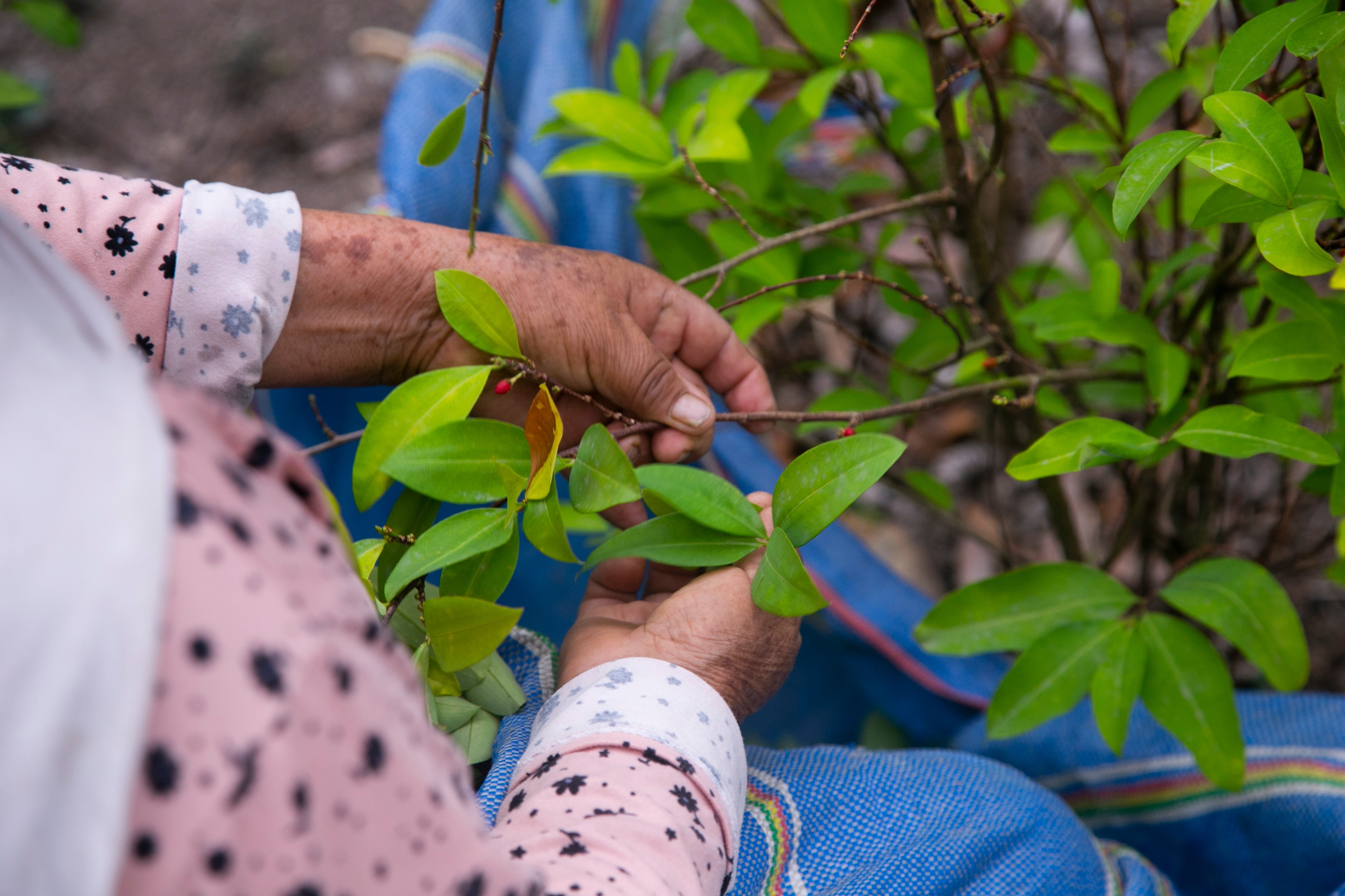 9 plantas medicinales para combatir el estrés y la tensión que pueden conseguirse fácilmente