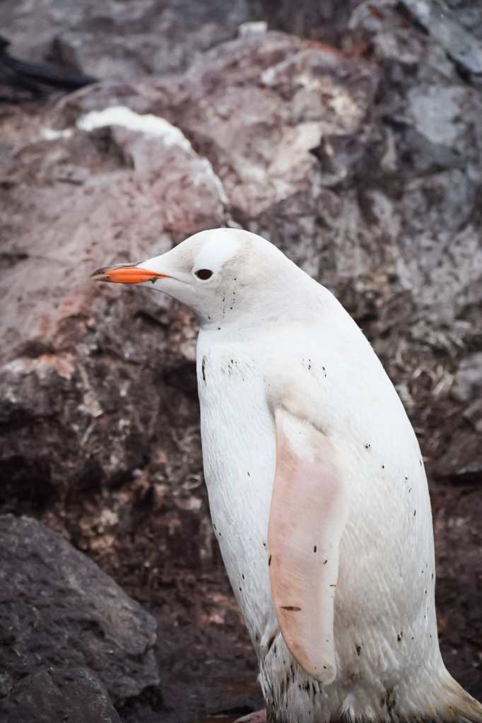 Pingüino blanco