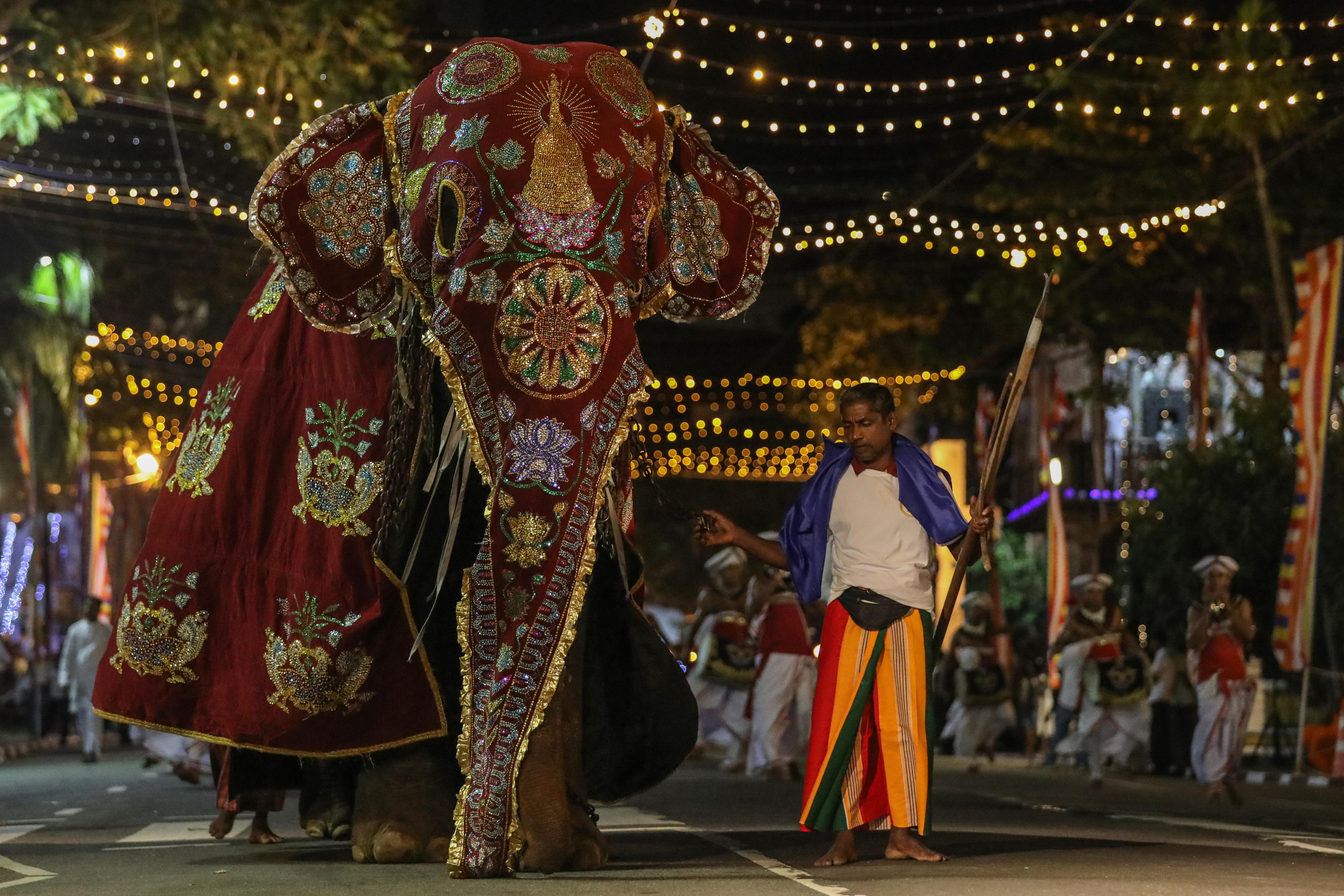 Autoridades informan que un elefante en Katarama, Sri Lanka, entró en pánico durante una ceremonia religiosa que causó trece heridos que fueron trasladados a un centro hospitalario. Imagen ilustrativa. (Foto Prensa Libre: EFE/EPA/CHAMILA KARUNARATHNE). 