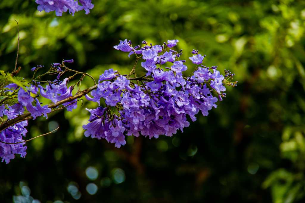 Árbol de Jacaranda