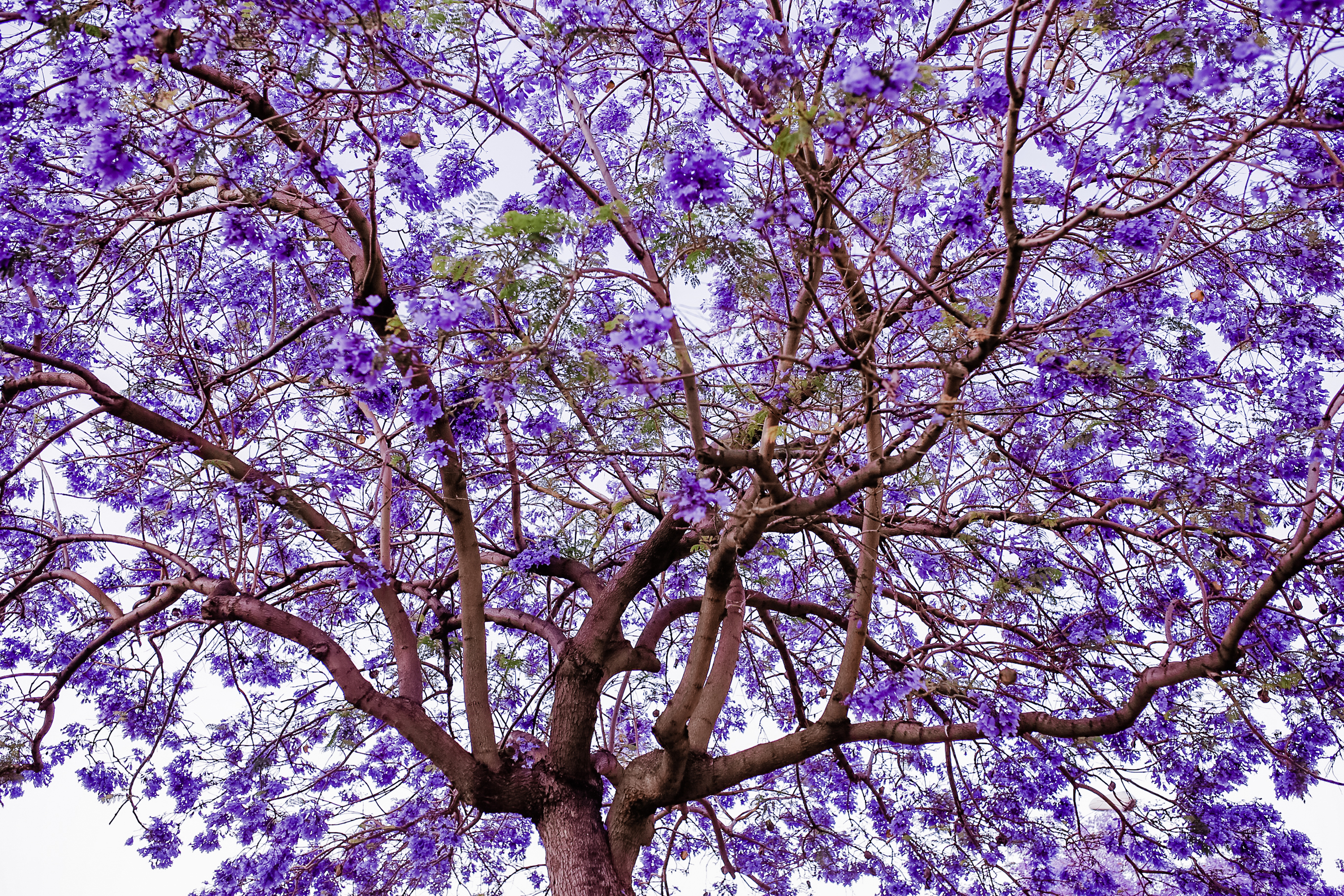 Flor de jacaranda