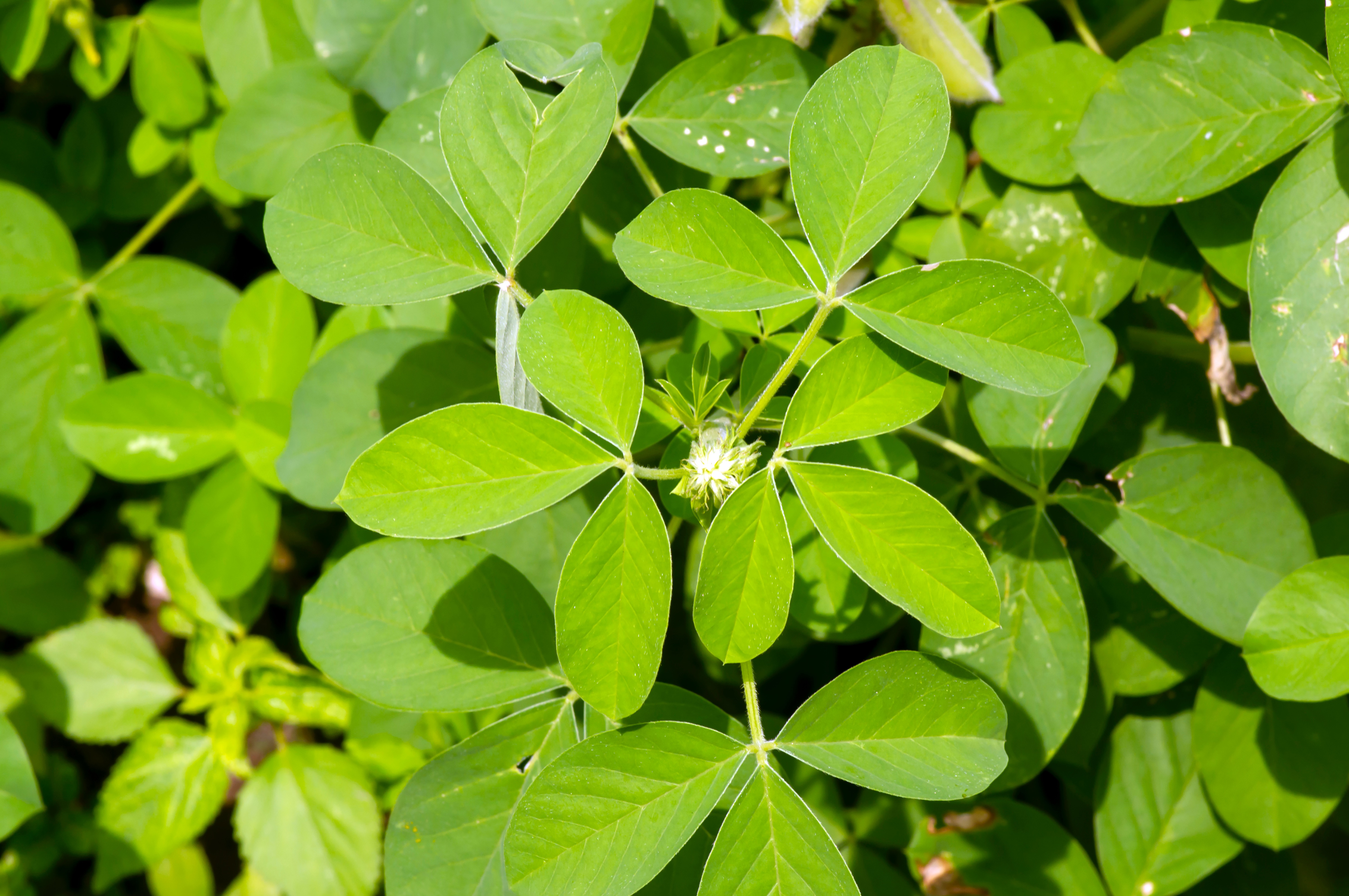 Chipilín - Crotalaria longirostrata