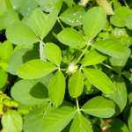 Chipilín - Crotalaria longirostrata