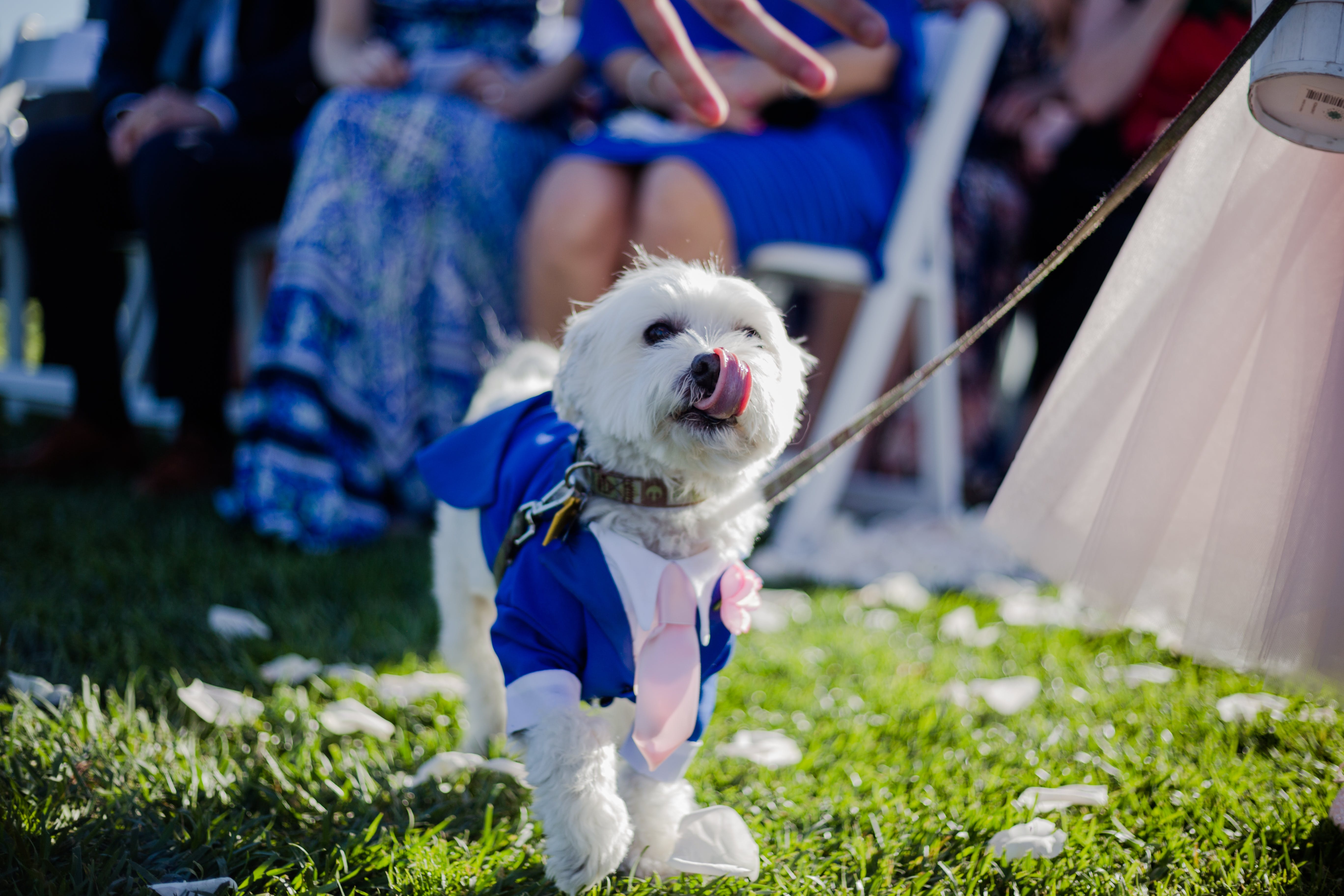 Fiestas caninas: desde celebraciones de cumpleaños hasta perros que se casan