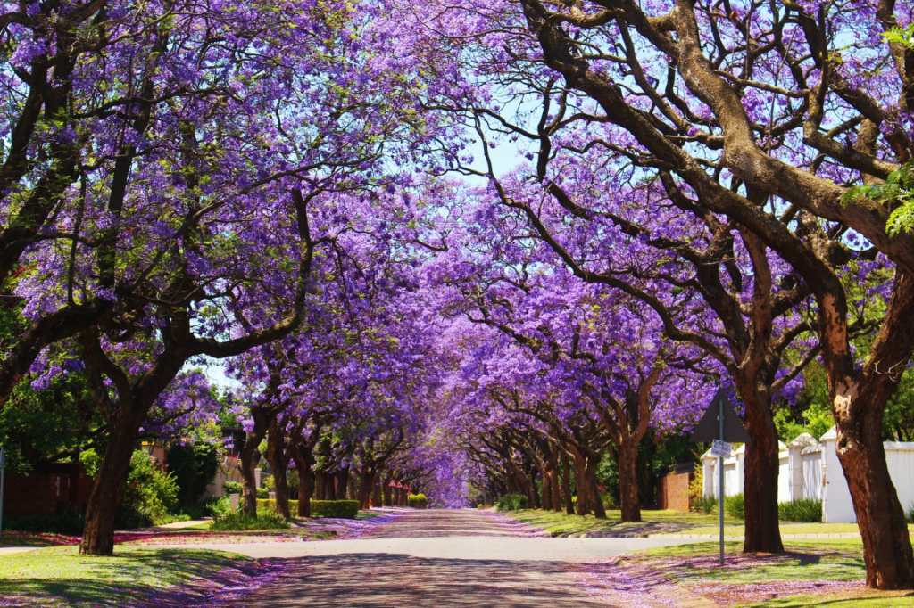 Jacaranda