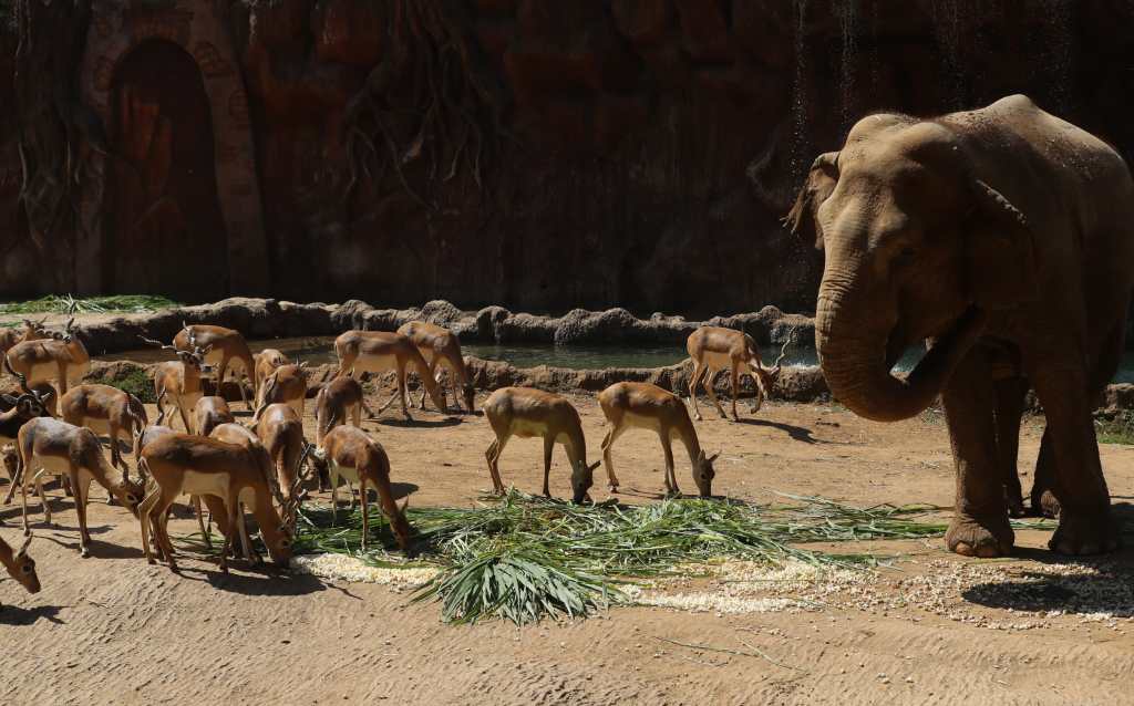 Trompita cumple 63 años en el Zoo La Aurora 4