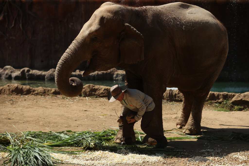 Trompita cumple 63 años en el Zoo La Aurora