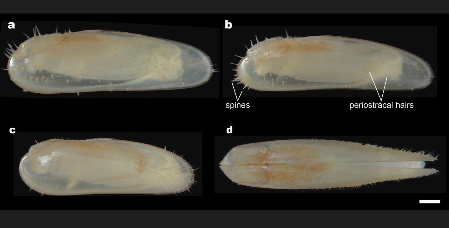 Imagen proporcionada por Marvin A. Altamia/Ocean Genome Legacy Center de la Universidad Northeastern, que muestra a "Vadumodiolus teredinicola", una nueva especie, fue descubierta en aguas mucho menos profundas que otros miembros del grupo de mejillones al que pertenece. (Foto Prensa Libre: Marvin A. Altamia/Ocean Genome Legacy Center en Northeastern University vía The New York Times).