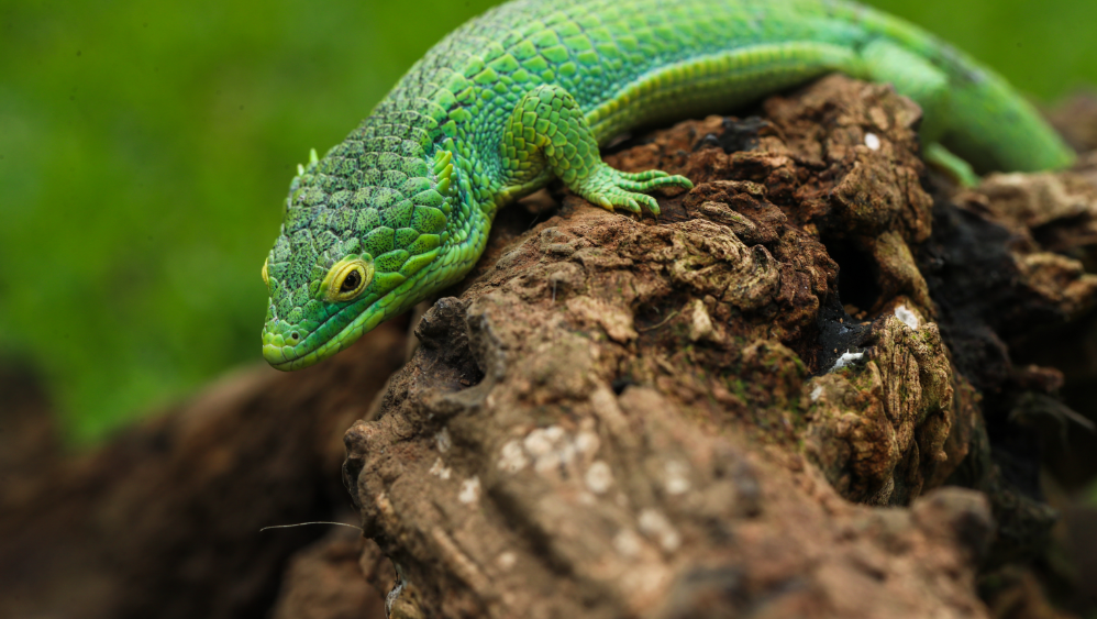 Abronia anzuetoi se conocían aspectos básicos y este redescrubrimiento ha permitido verla en su estado natural. Una hembra hallada en tiempos recientes es 4 mm más larga que la antes descrita. (Foto Prensa Libre: Juan Diego González)