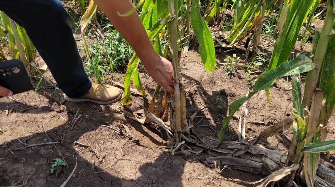 sequía cultivos 1 fenómeno del niño fenómeno de la niña agricultura