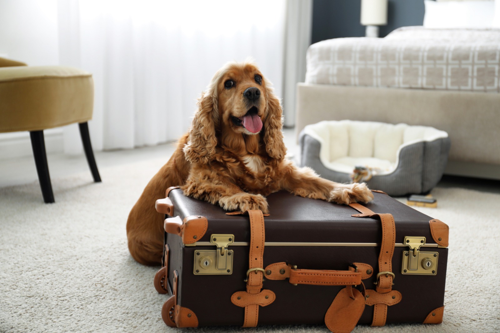 Cómo elegir el hotel para mascotas