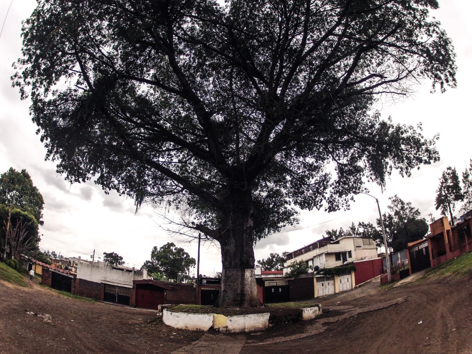 Ceiba en la zona 21 de la capital. (Foto Prensa Libre: Keneth Cruz) 
