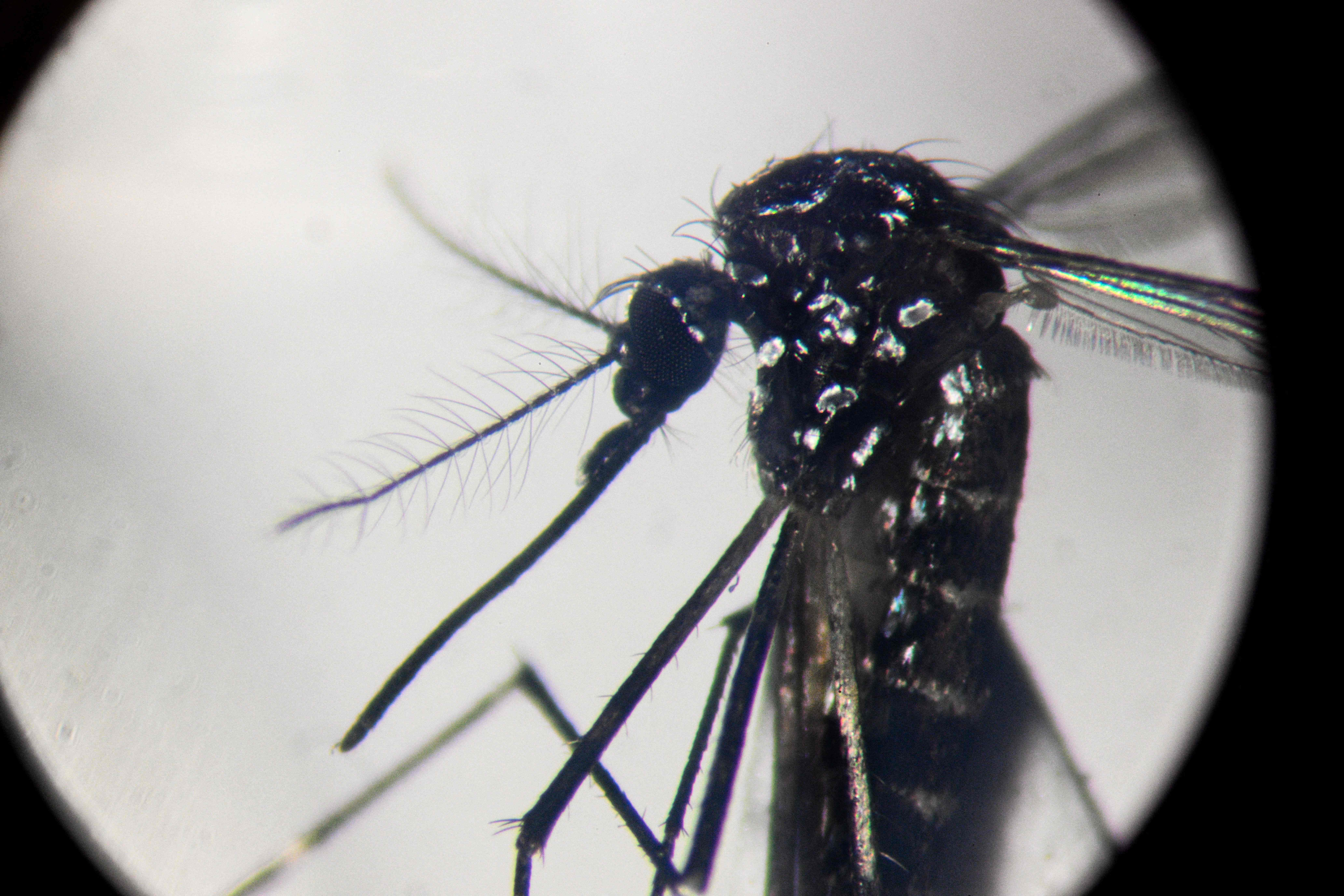 TOPSHOT - An Aedes aegypti mosquito is seen through a microscope at a laboratory of the Center for Parasitological and Vector Studies (CEPAVE) of the national scientific research institute CONICET, in La Plata, Buenos Aires Province, Argentina, on March 26, 2024. Researchers at CONICET are studying the biology, genetic characteristics and behaviour of the Aedes aegypti mosquitoes, transmitter of dengue, zika and chikungunya, and creating biological control strategies as Argentina is facing a significant growing number of dengue cases. (Photo by Luis ROBAYO / AFP)