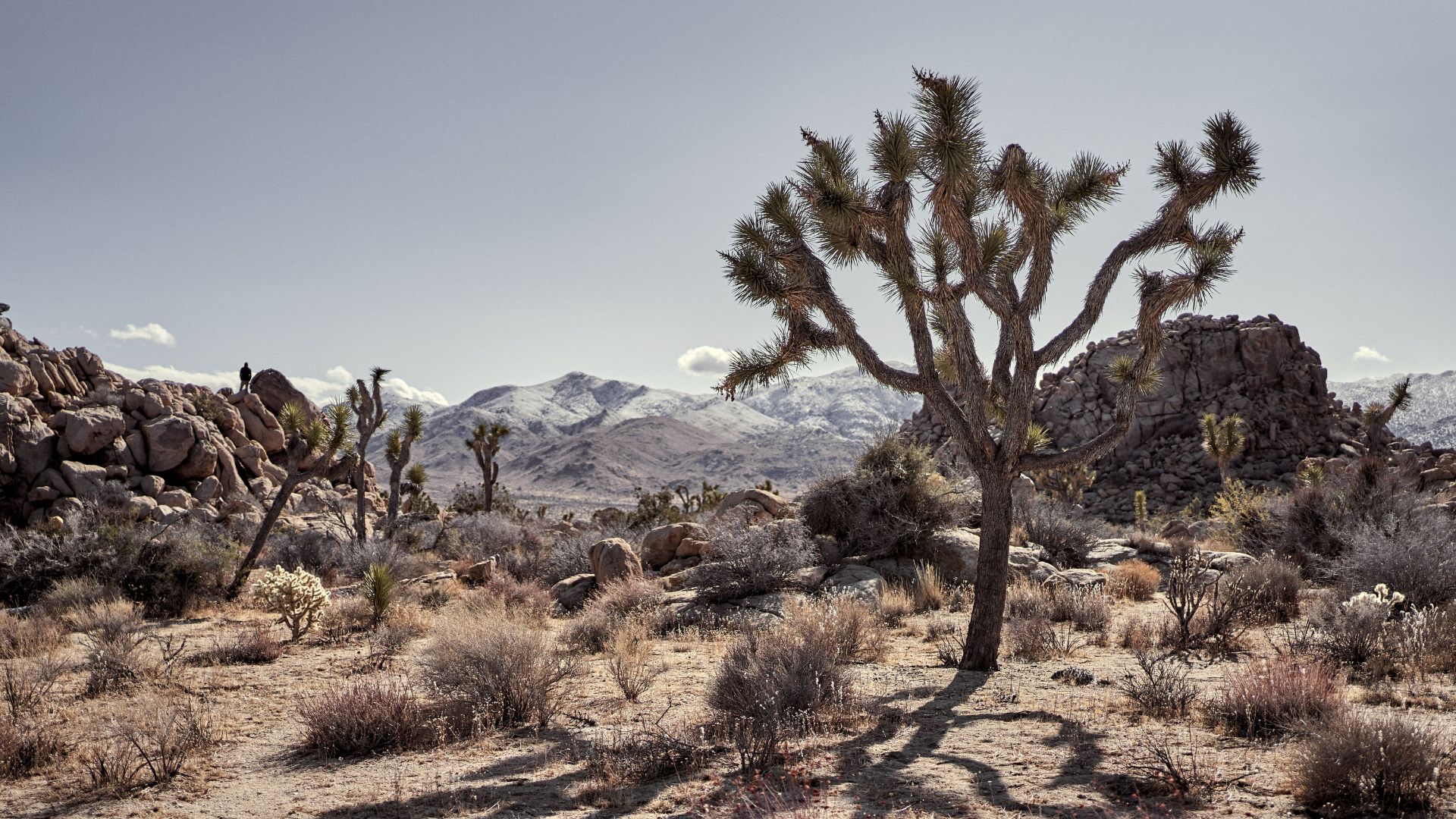 desierto arizona