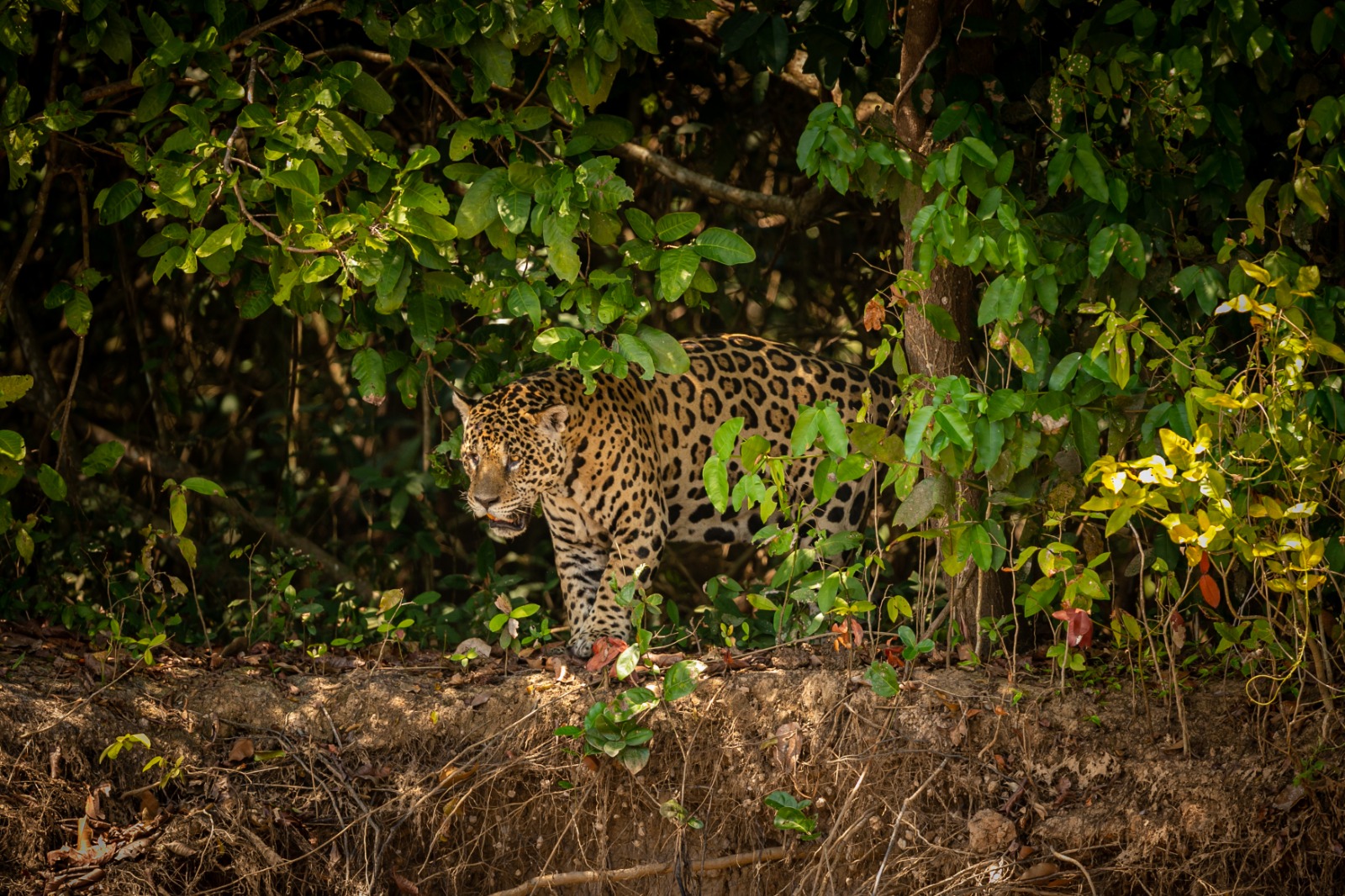 Avistamiento de Jaguar en Izabal