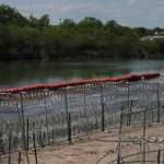 Boyas, alambre, más guardias, arrestos y expulsiones en Texas: Florida busca replicar endurecimiento de normas de ese estado contra la migración. (Foto Prensa Libre: EFE)