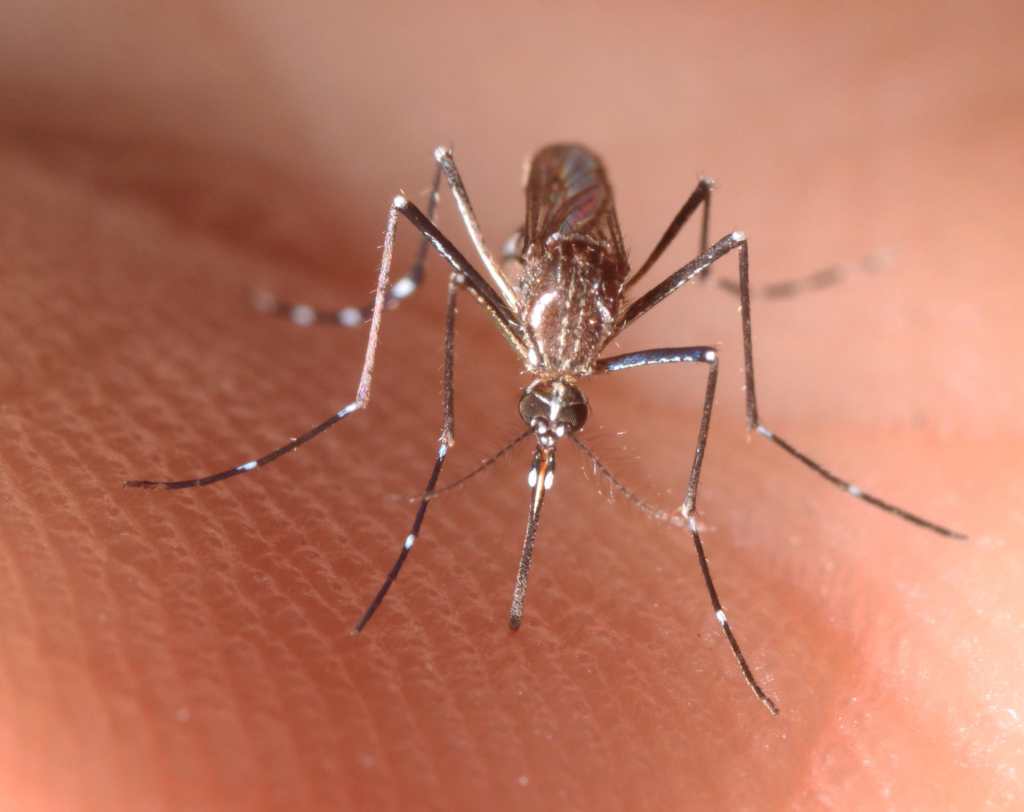 Aedes aegypti 