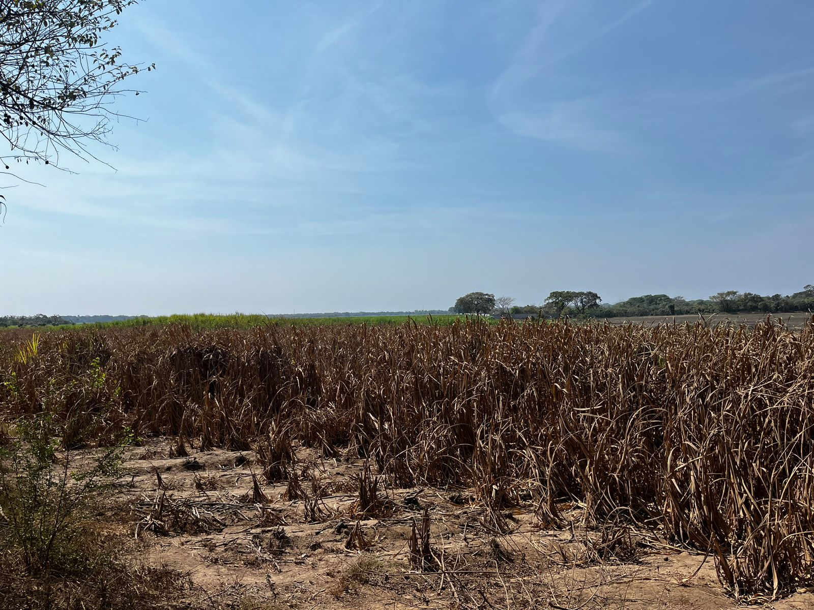 plantaciones producción de caña de azúcar y azúcar Asazgua 1