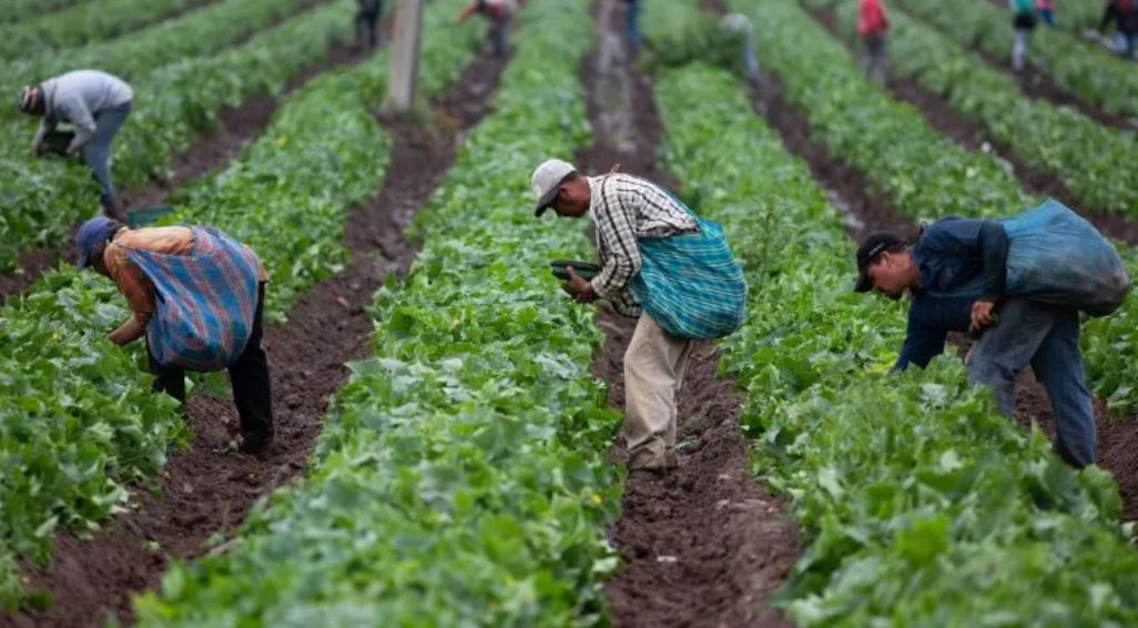 producción agrícola