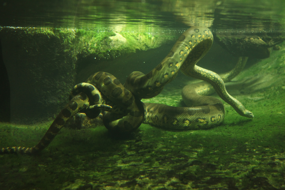 Anaconda en la Amazonía