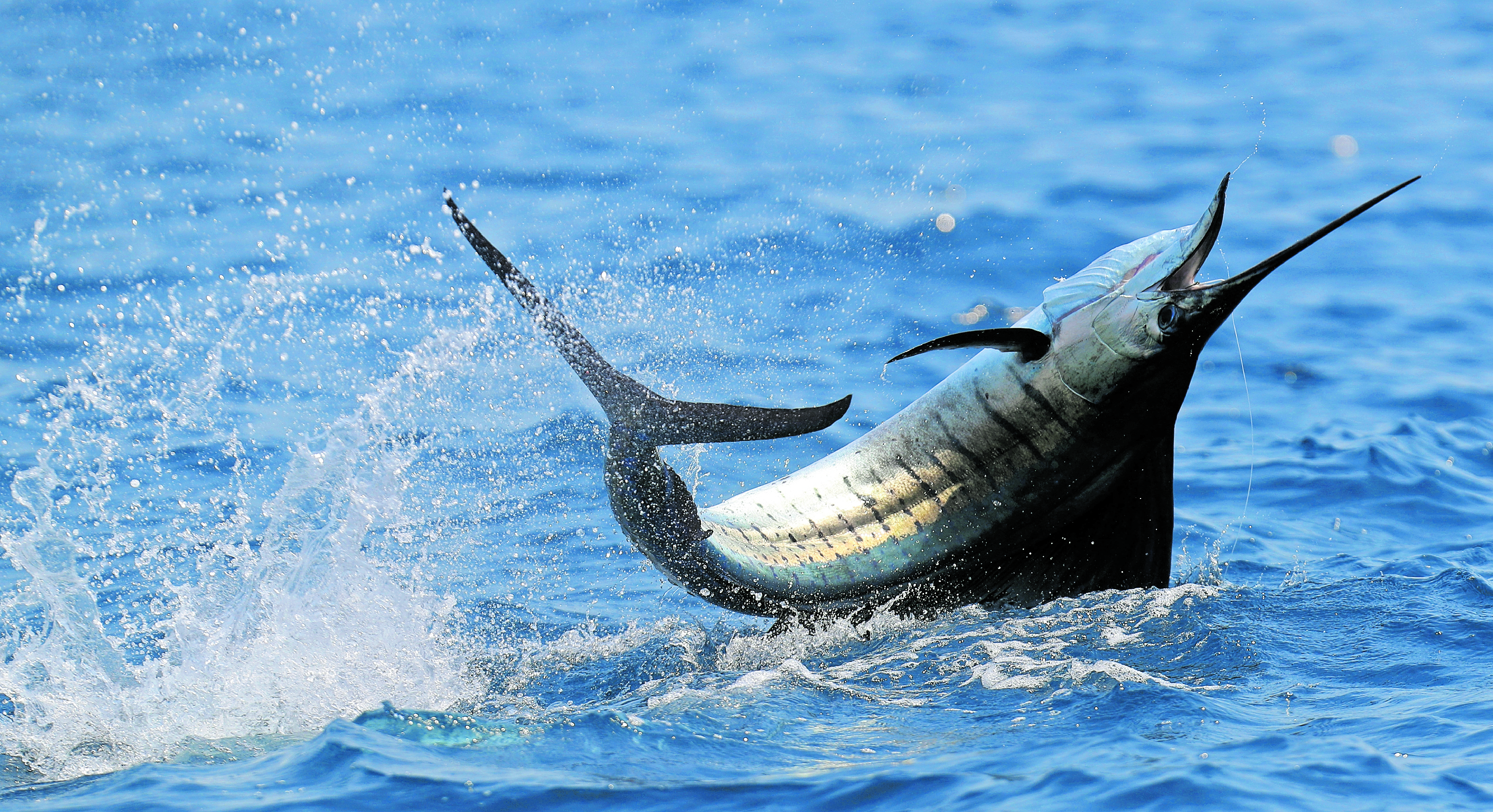 El invitacional de Pesca Deportiva se llevo a cabo en Marina Pez Vela, en Escuintla