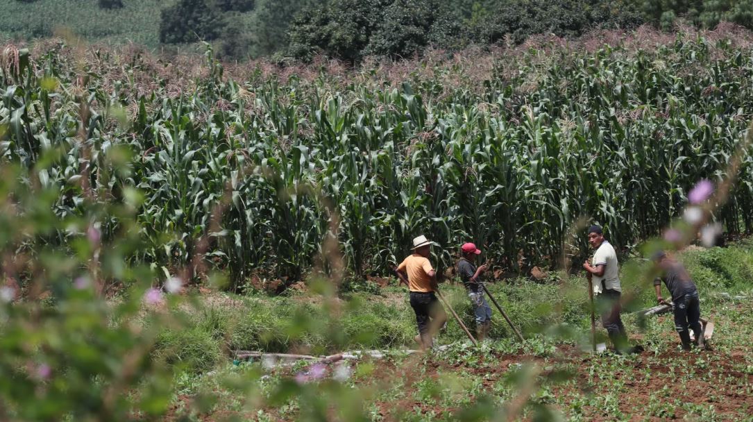 Agricultura pecuarios regímenes especiales impuestos