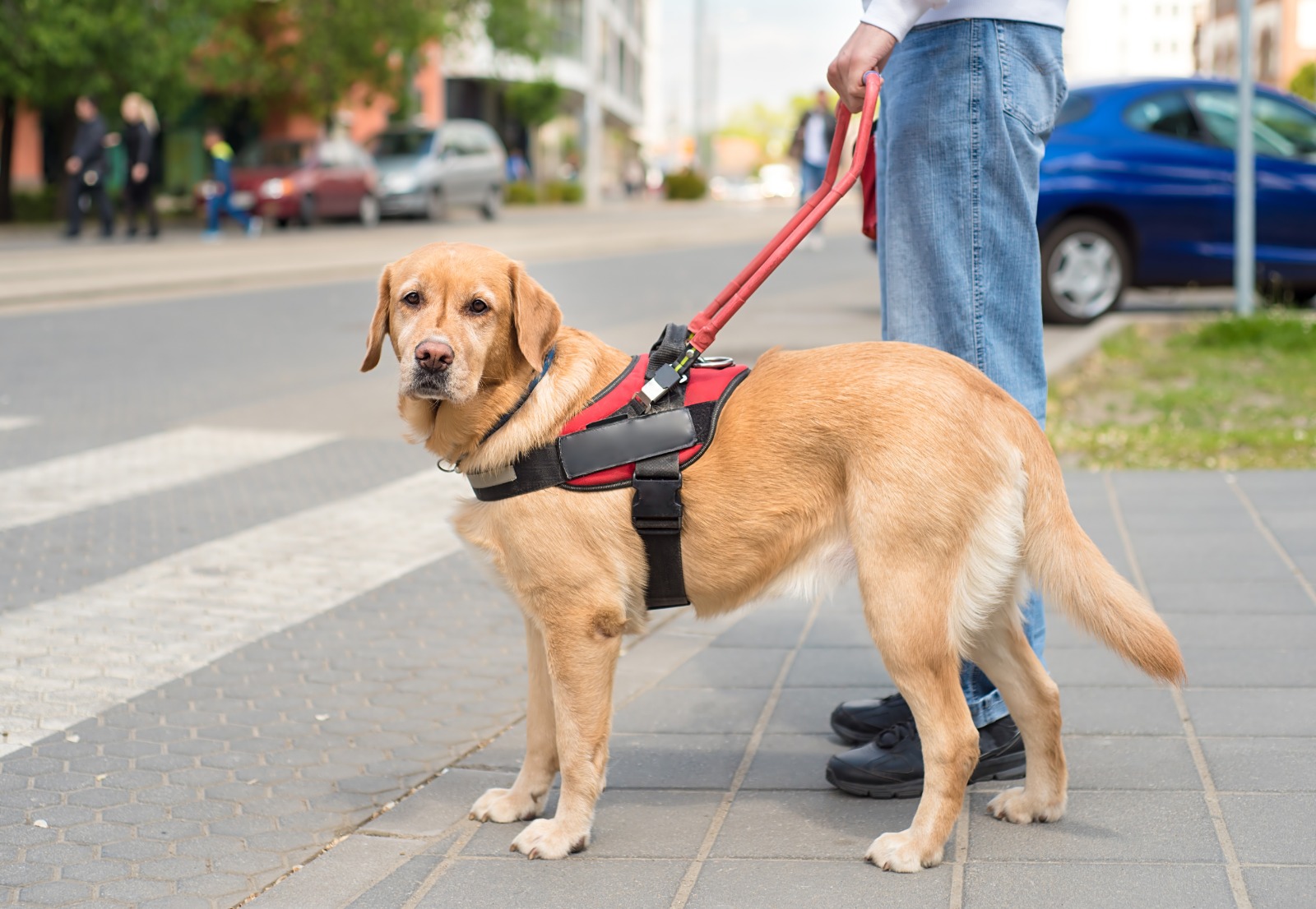 Perros guía: un gran apoyo para los ciegos