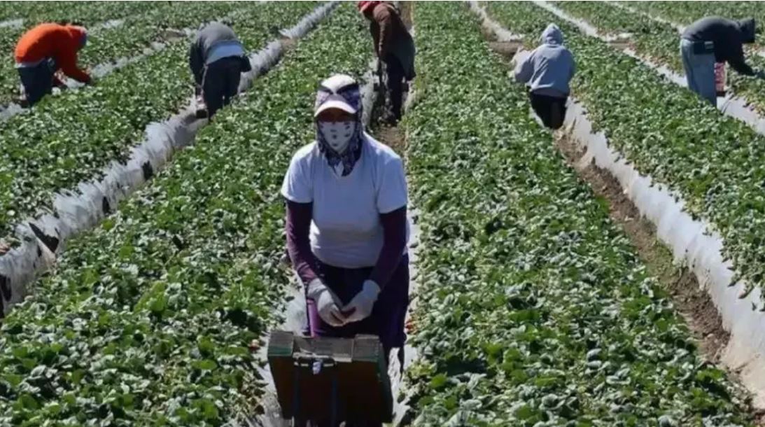 empleo temporal agrícola 1