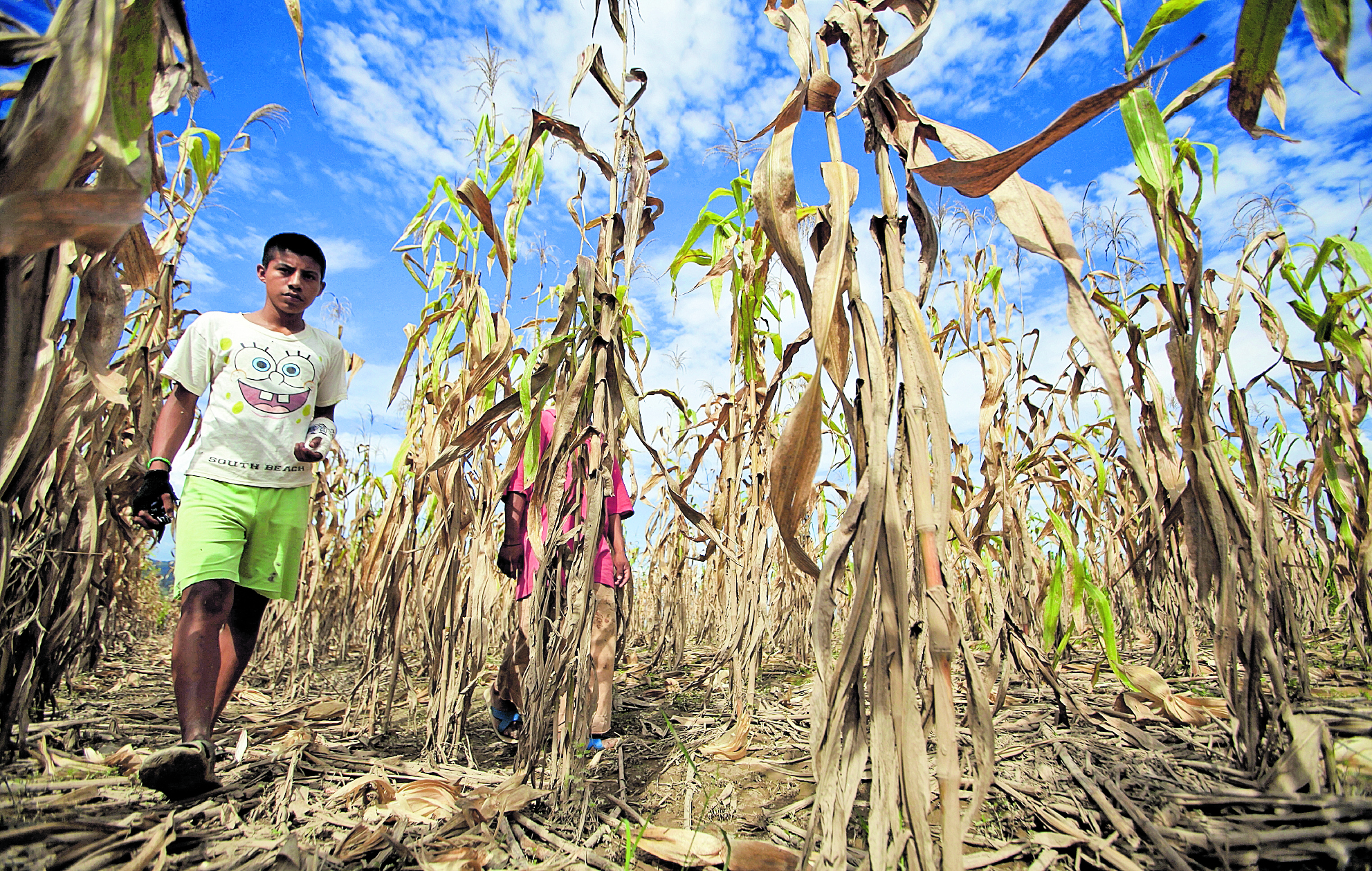 Las  cosechas  de milpa de maíz se han perdido, por lo  menos el 50% de las cosechas sembradas a lo largo del corredor seco se han perdido,  debido a la canícula la cual la sequía a dejado grandes perdidas en la agricultura  del pais; 

Por ejemplo  el cambio climatico a hecho que  en otras  comunidades  lluvia, han provocado inundaciones  como Panzos, Alta Verapaz, lo cual contribuyó que los ríos se desbordaran

En la imagen , Martín Chocooj Ichj de Panzos Alta Verapaz,camina por donde los cultivos se perdieron debido a las lluvias.

Foto: Edwin Bercián