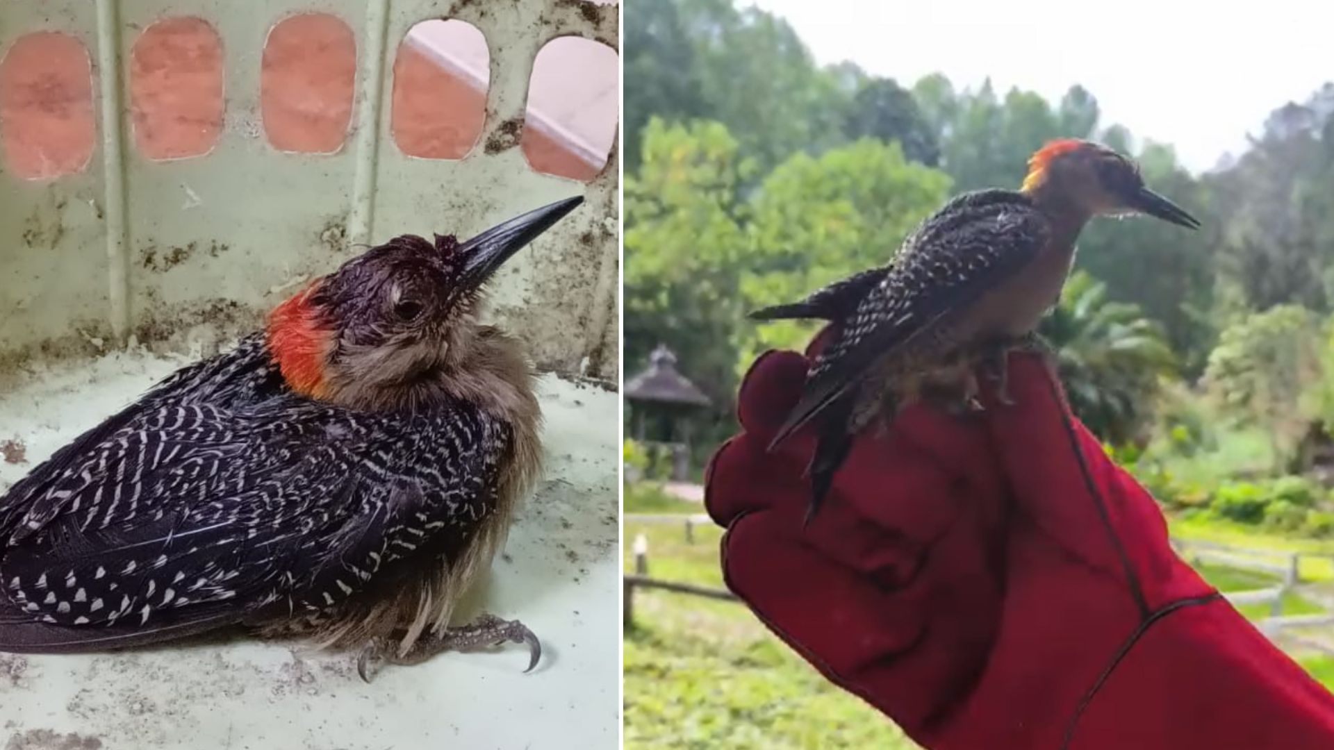 Un pájaro carpintero rescatado por Bomberos Voluntarios en Cobán, Alta Verapaz