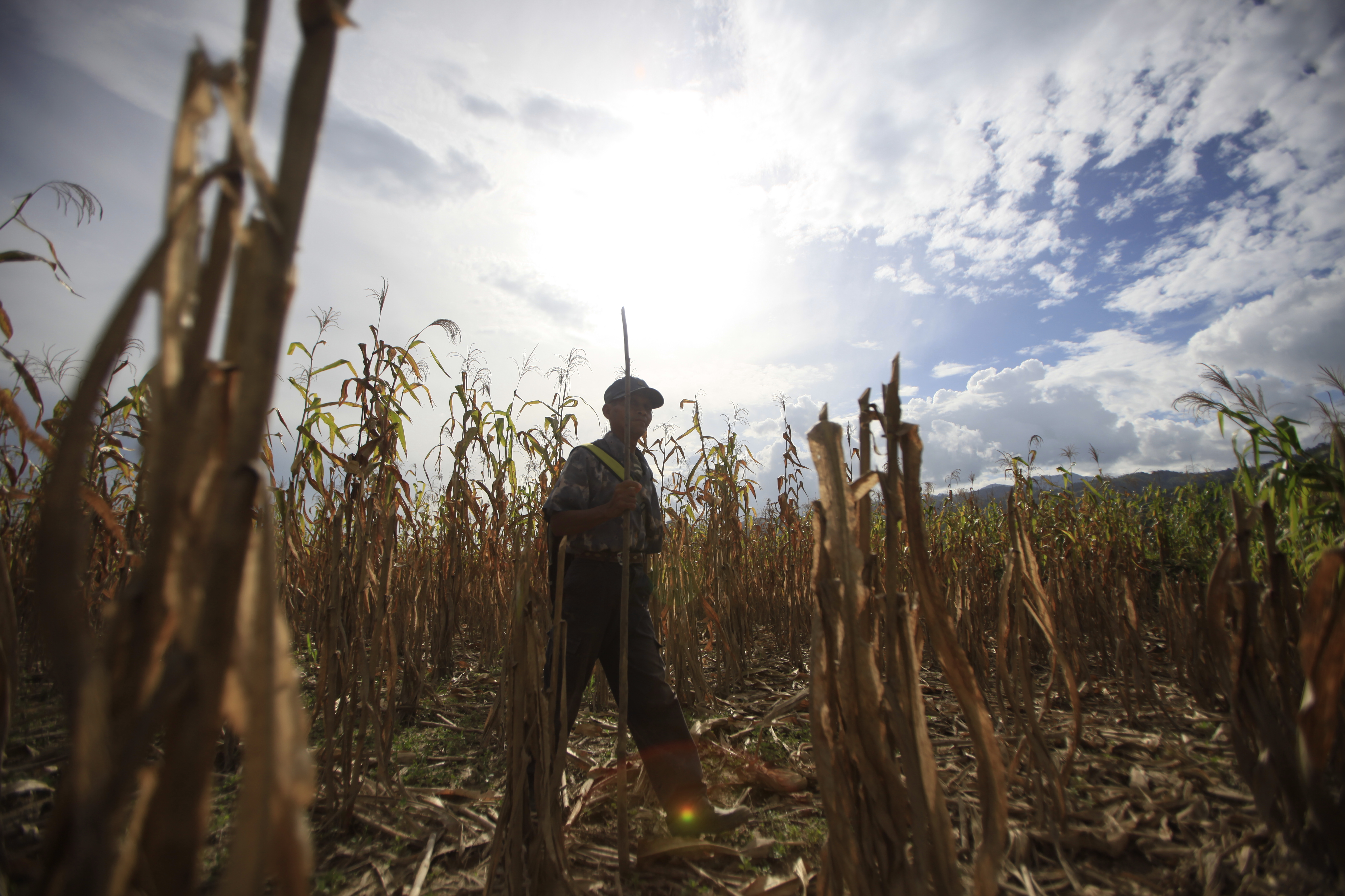 Las  cosechas  de milpa de maz se han perdido, por lo  menos el 50% de las cosechas sembradas a lo largo del corredor seco se han perdido,  debido a la cancula la cual la sequa a dejado grandes perdidas en la agricultura  del pais; 

Por ejemplo  el cambio climatico a hecho que  en otras  comunidades  lluvia, han provocado inundaciones  como Panzos, Alta Verapaz, lo cual contribuy que los ros se desbordaran

En la imagen , Un vecino camina por las prdidas de maz que dej el desborde del ro Polochic
Foto: Edwin Bercin