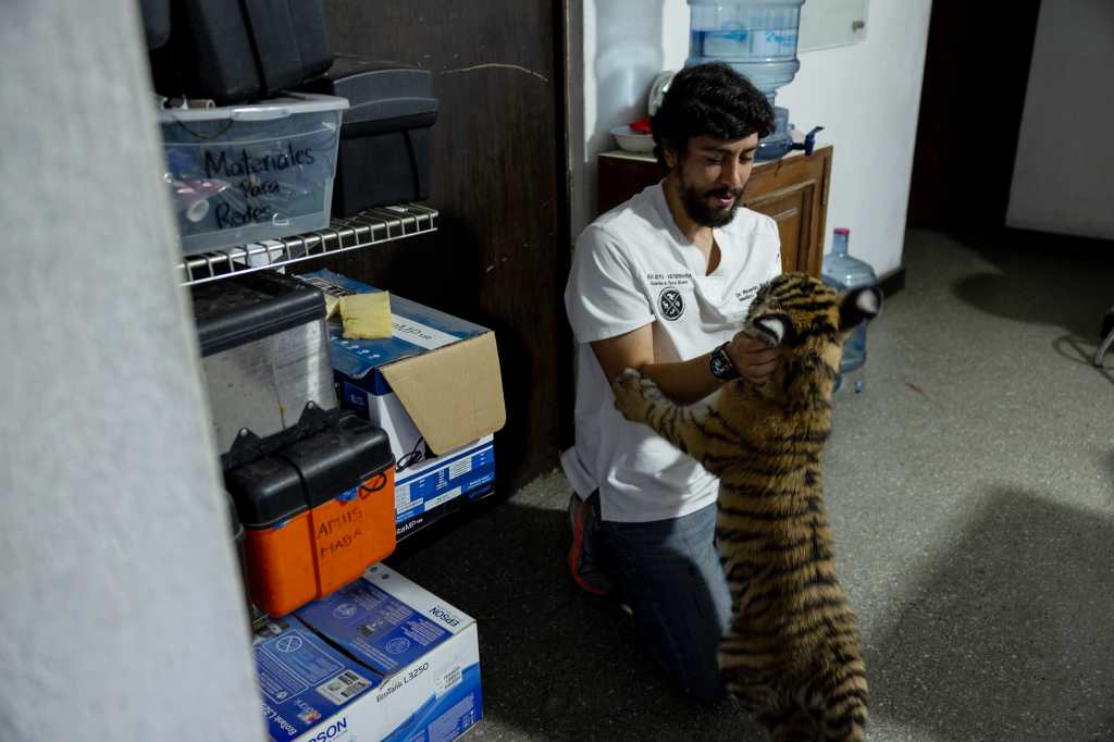 La tigresa se recupera de una frágil situación de salud tras ser encontrada el lunes 27 de mayo en una vivienda abandonada. 