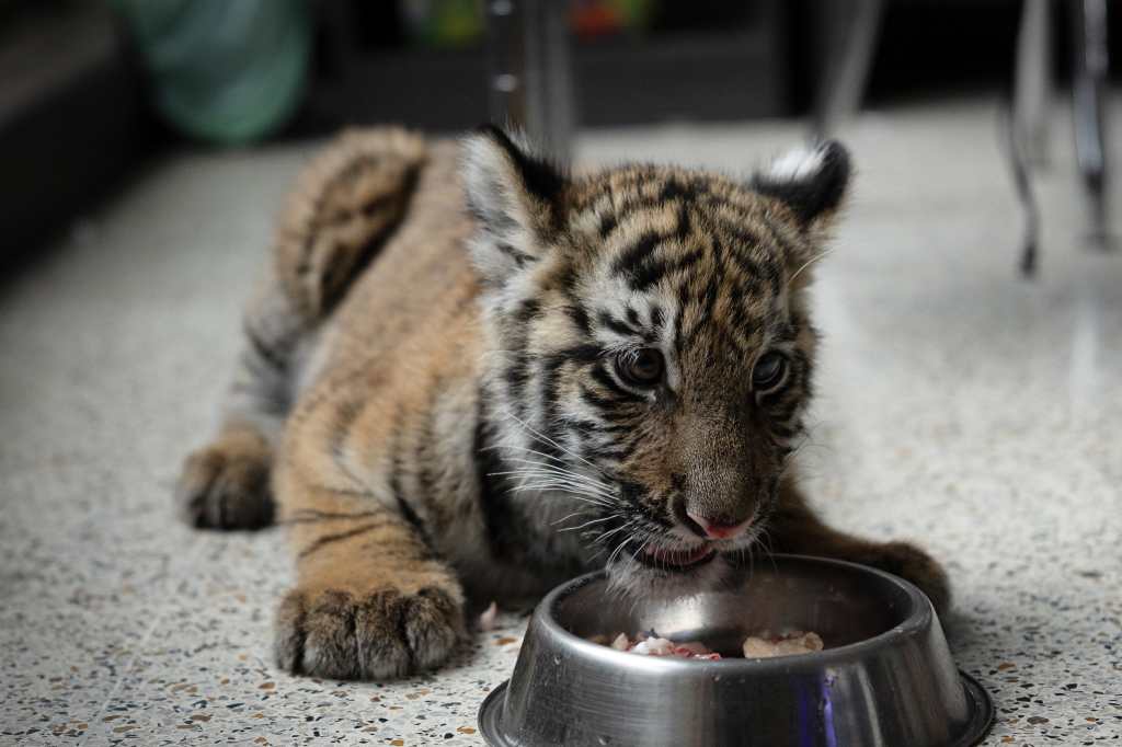 "Asha", la tigresa rescatada en Guatemala, se recupera tras pasar dos días sin comer y sin cuidados suficientes.