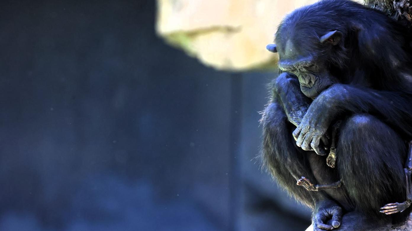 La chimpancé Natalia perdió a su cría luego de 14 días de nacida. FOTO: REUTERS