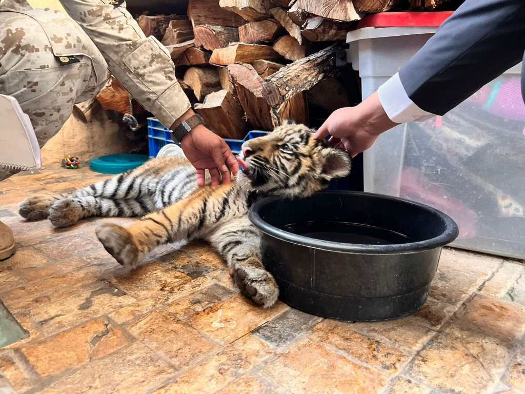 tigre rescatado Villa Nueva