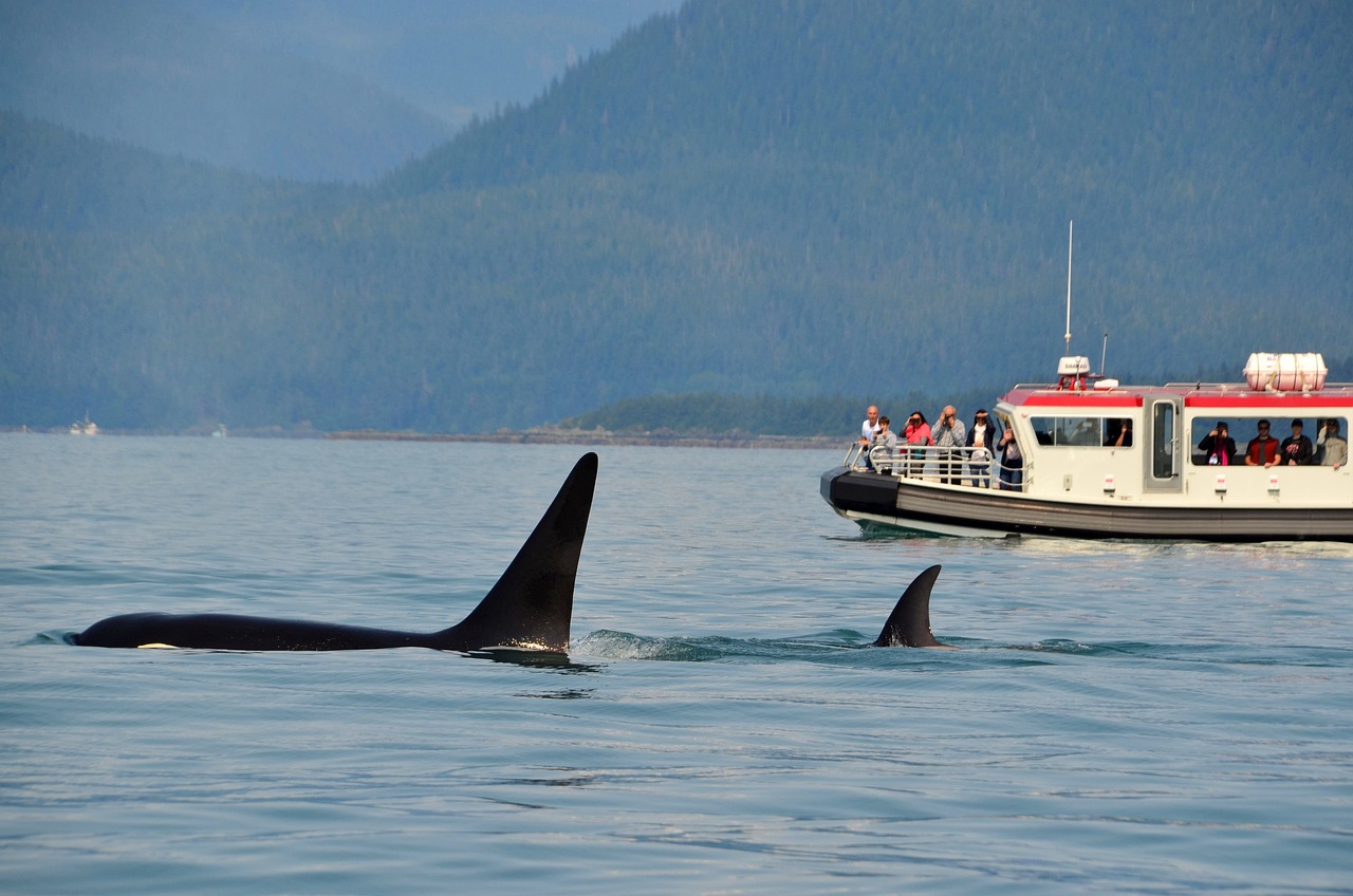 Un grupo de orcas atacaron nuevamente un barco en el estrecho de Gibraltar