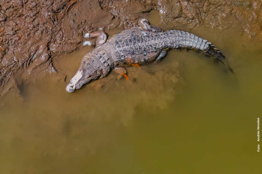 Cocodrilos en Guatemala (2)