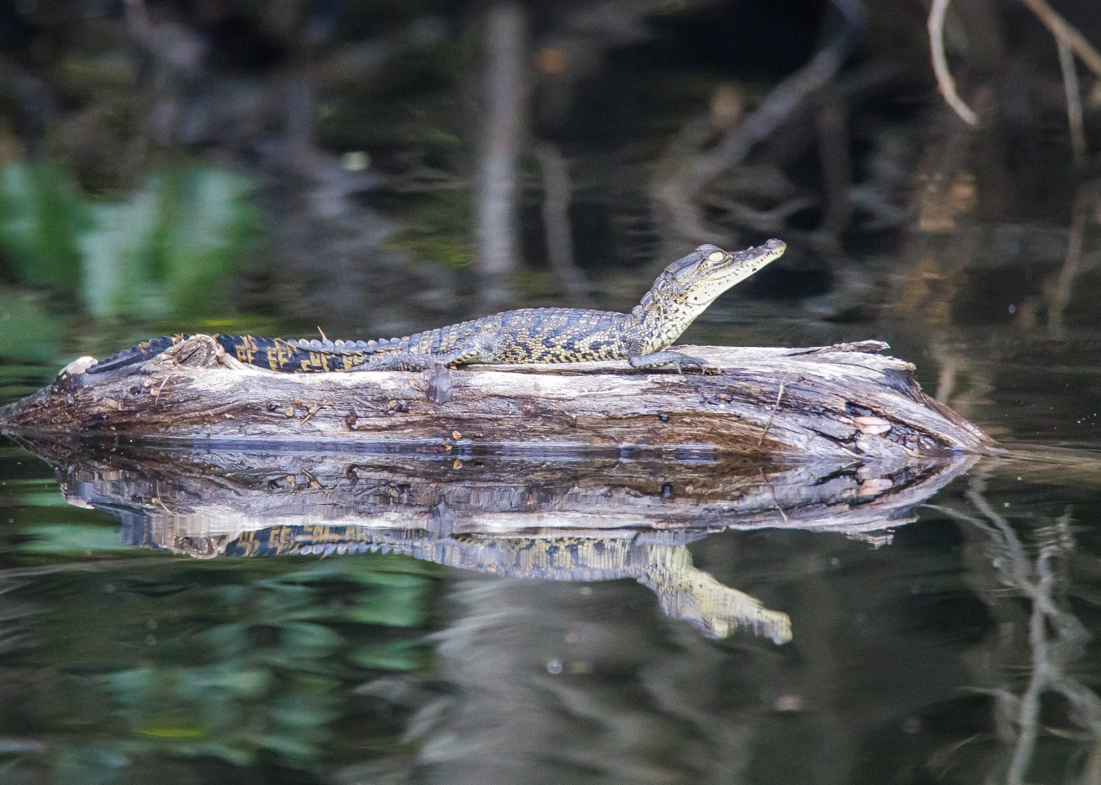 Cocodrilos en Guatemala (3)