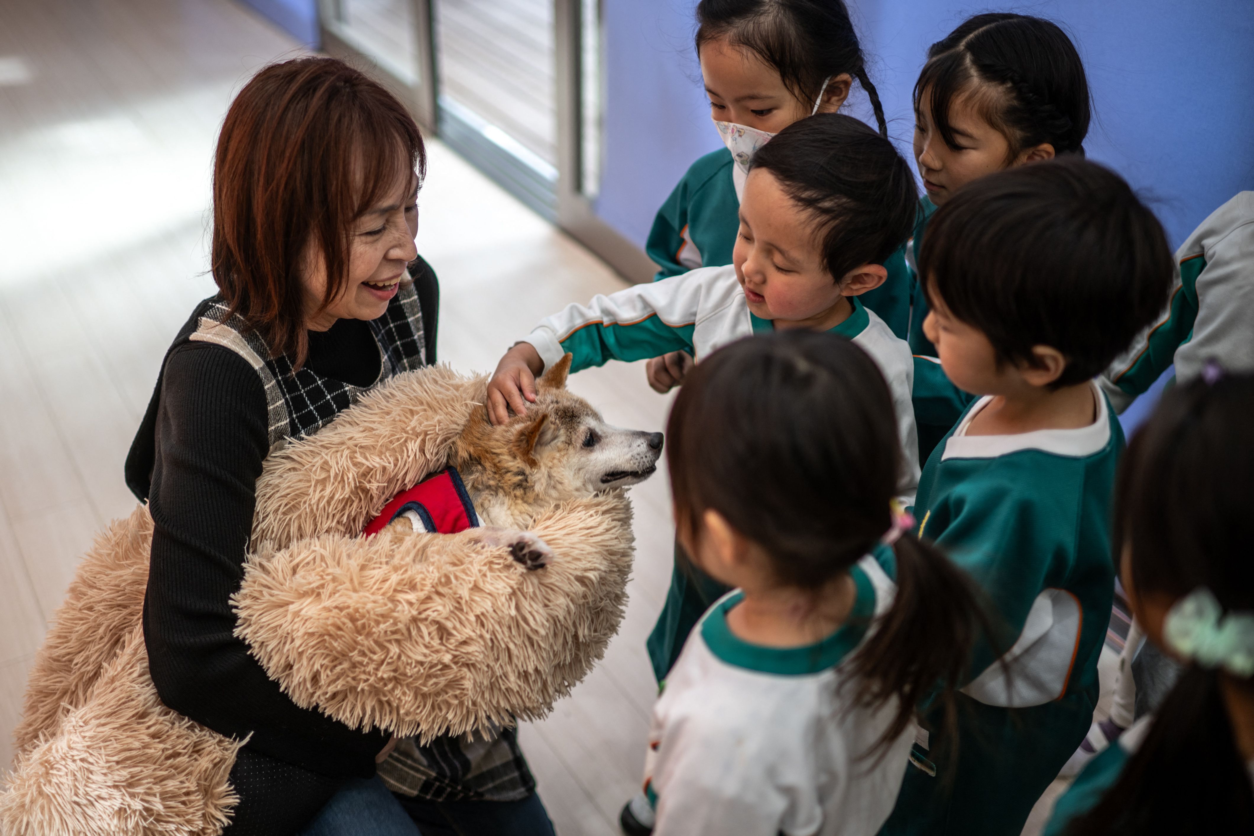 Fallece Kabosu, perrita japonesa famosa por el meme Doge