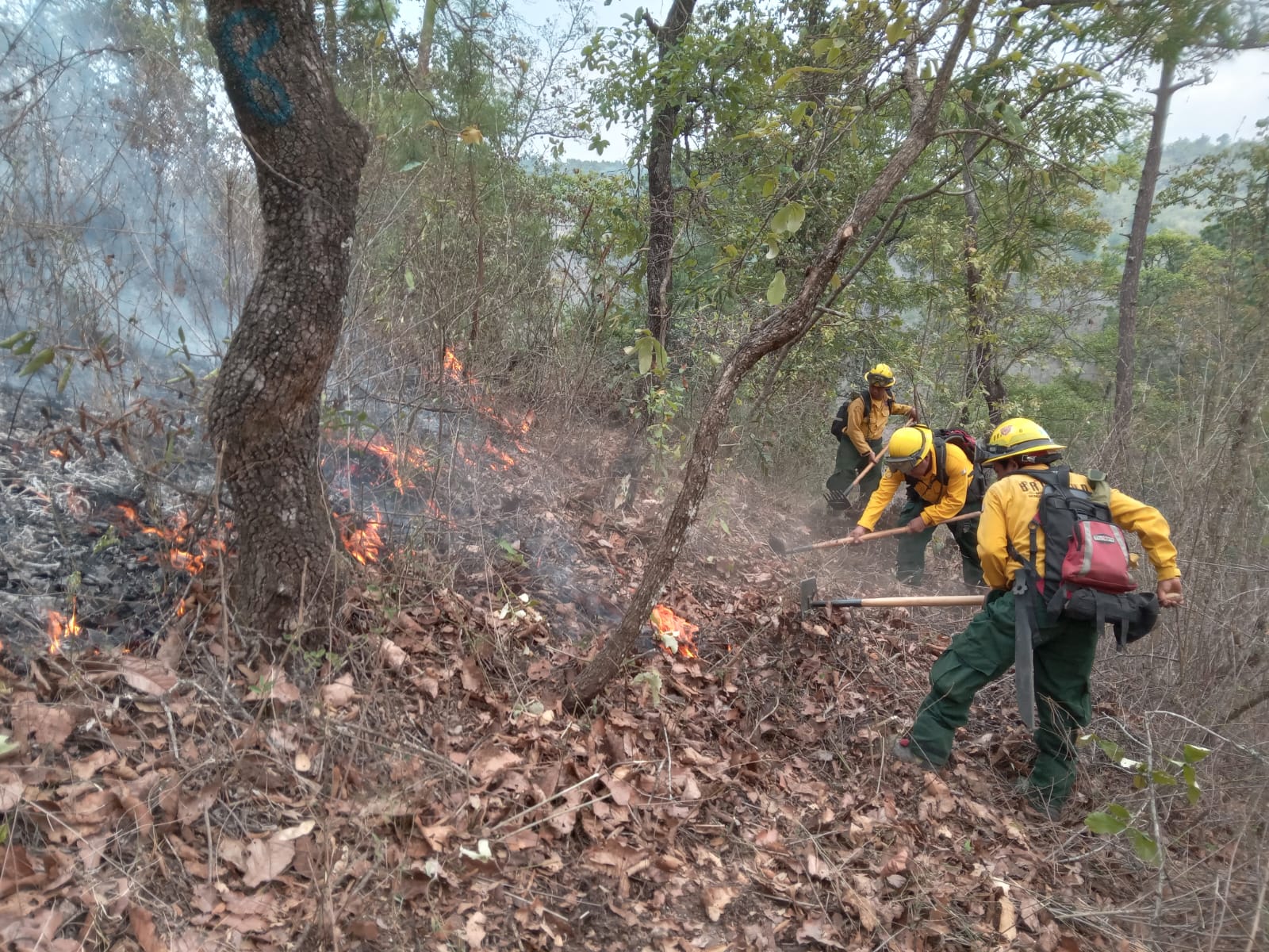 Los incendios forestales afectan gran parte del territorio de Petén. (Foto Prensa Libre: Conred)