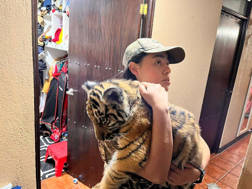 Tigre rescatado en Villa Nueva Guatemala