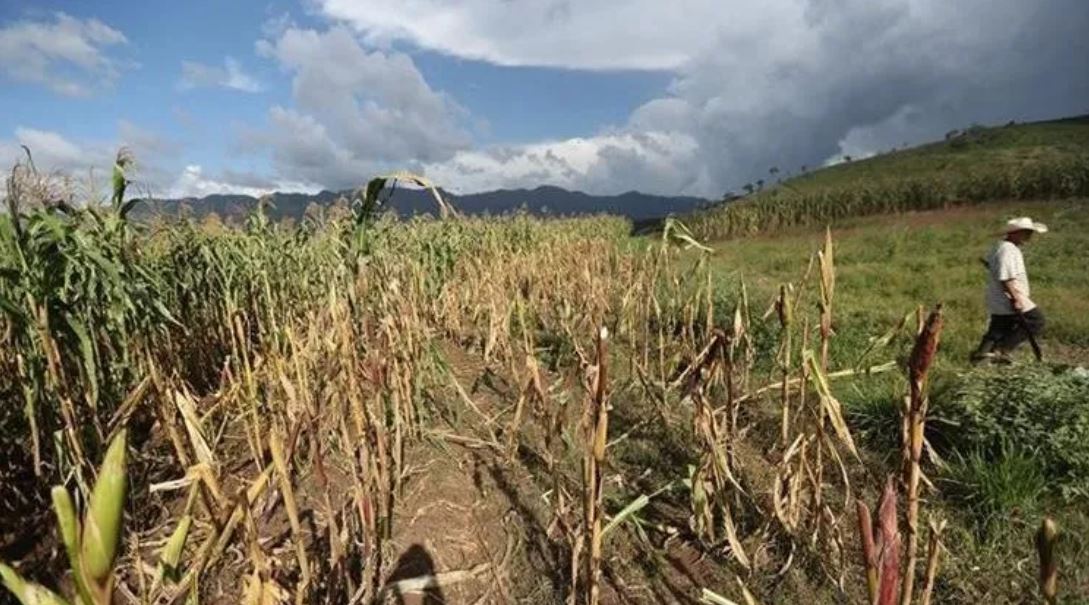 Áreas productoras en espera que se instale el invierno para efectuar la siembra. Por varios meses sequía ha afectado la producción. (Foto, Prensa Libre: Hemeroteca PL).